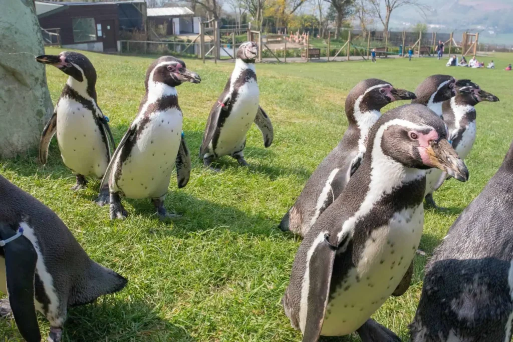 Conwy Valley Getaway | WELSH MOUNTAIN ZOO Conwy Valley Getaway | WELSH MOUNTAIN ZOO
