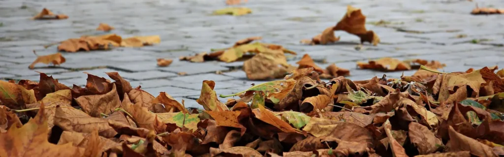 Conwy Valley Getaway | autumn leaves