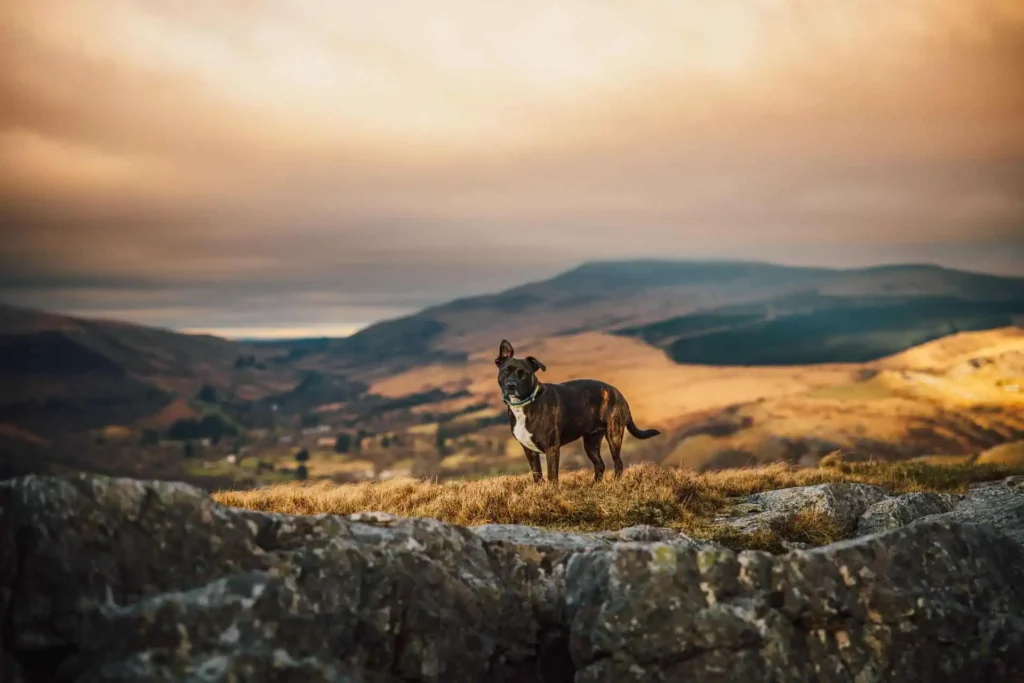 Conwy Valley Getaway | dog eryri snowdonia Conwy Valley Getaway | dog eryri snowdonia