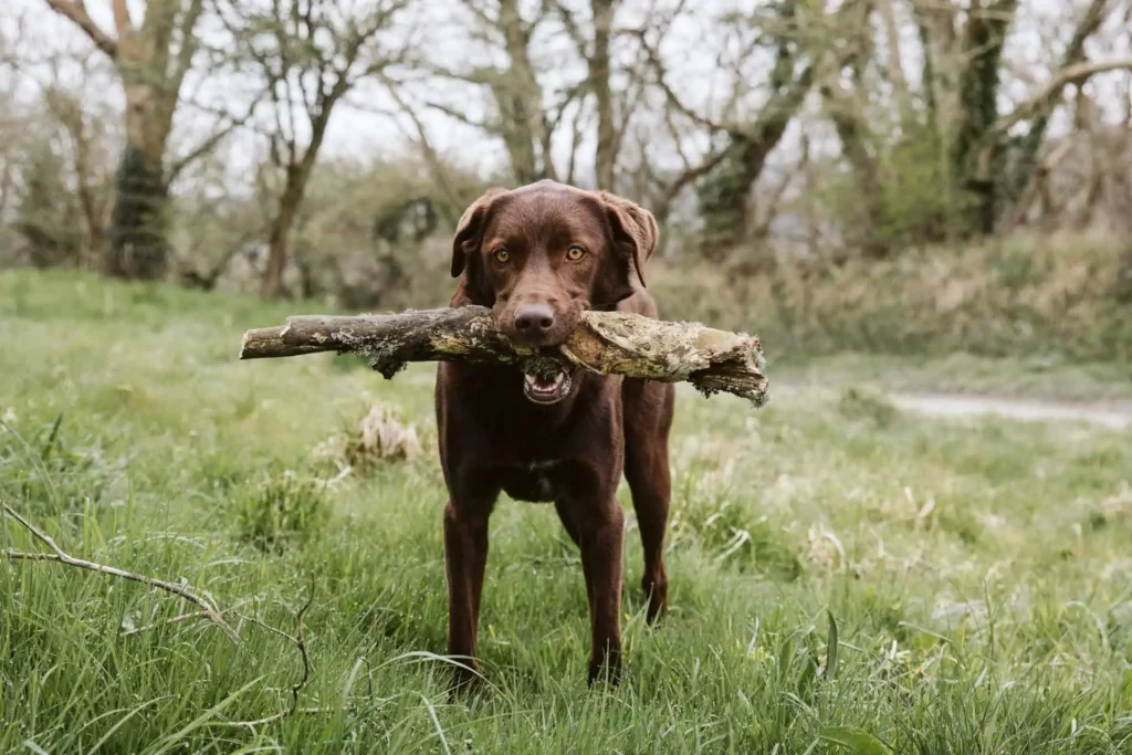 Conwy Valley Getaway | dog with stick Brown dog in a field with a stick in its mouth