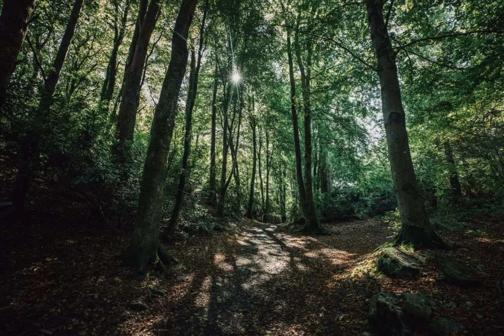 Conwy Valley Getaway | light filtering through woodland Conwy Valley Getaway | light filtering through woodland