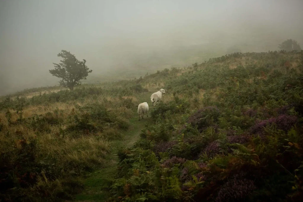 Conwy Valley Getaway | sheep snowdonia rain Sheep grazing on a hillside in Snowdonia National Park on a rainy, misty day