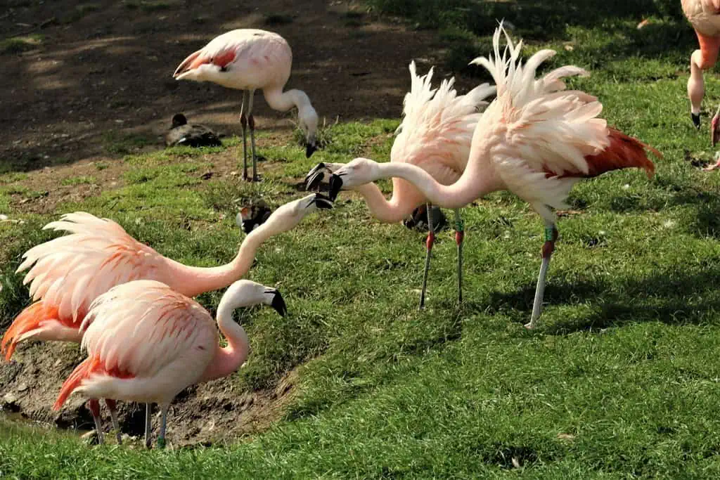 Conwy Valley Getaway | 1024px Dispute brewing geograph.org .uk 6238016 Flamingos at the Welsh Mountain Zoo in Colwyn Bay