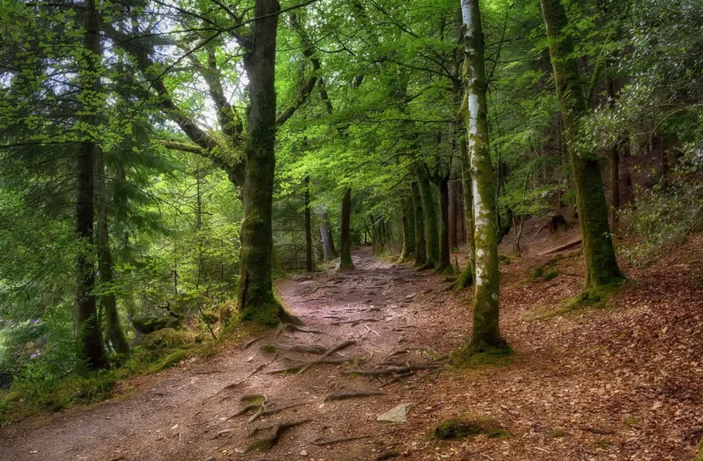 Conwy Valley Getaway | gwydir forest trees