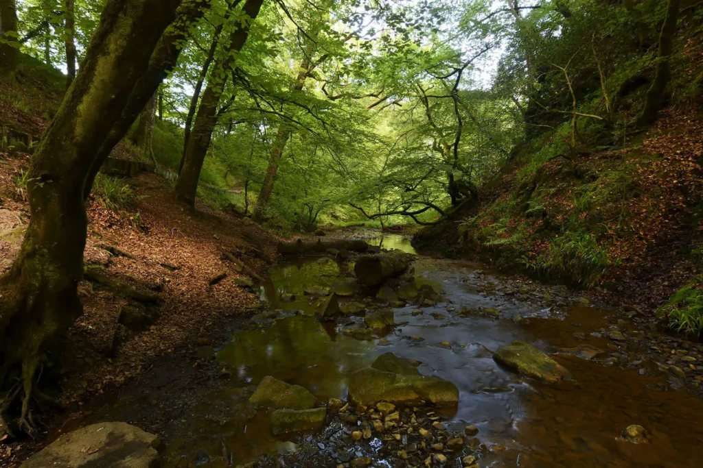 Conwy Valley Getaway | heading downstream gwydir forest