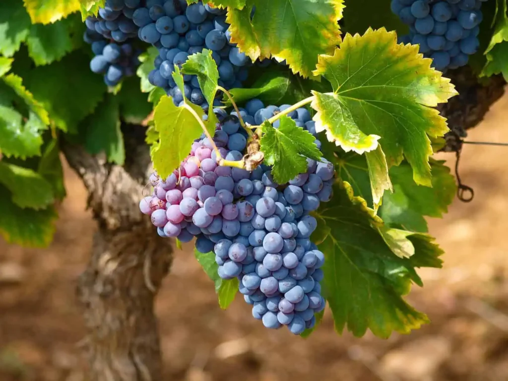 Conwy Valley Getaway | vines A bunch of purple grapes at a vineyard
