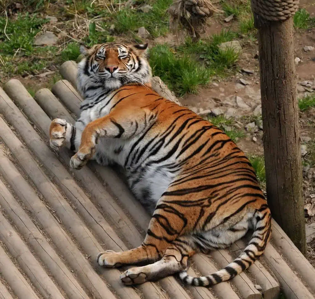 Conwy Valley Getaway | 2048px Panthera tigris Welsh Mountain Zoo Colwyn Bay Wales 8a A tiger lying on a wooden pallet at the Welsh Mountain Zoo in Colwyn Bay, North Wales