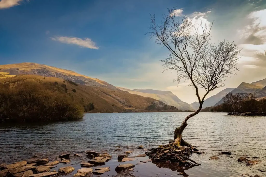 Wide shot of the Lone Tree in the foreground of Llyn Padarn with the mountains of Eryri in the background.