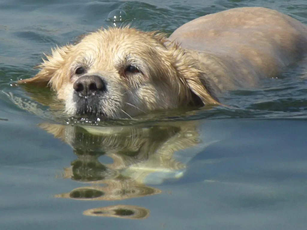 Conwy Valley Getaway | Swimming dog 1270449