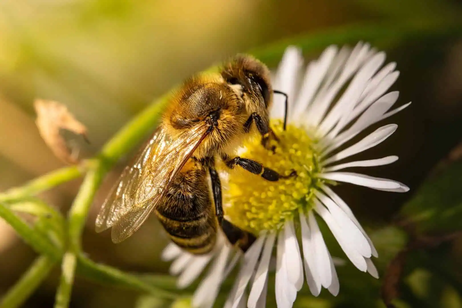 Conwy Valley Getaway | bee 8190665 1920 Pollinator garden at the Ugly House with honeybees on wildflowers