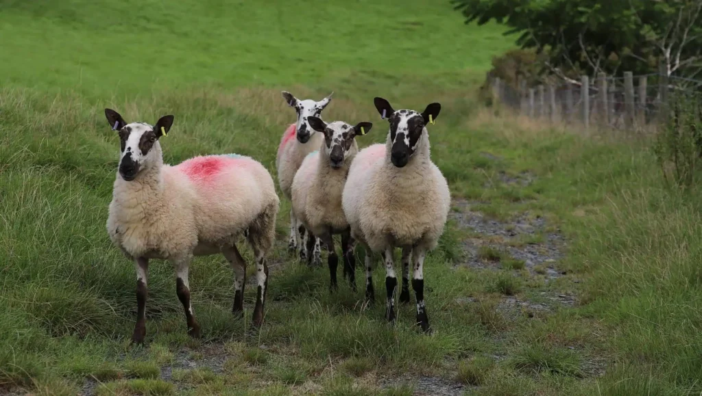 Conwy Valley Getaway | 17347557 sheep 7437385 1920 Conwy Valley Getaway | 17347557 sheep 7437385 1920