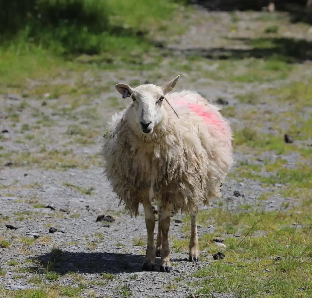 Conwy Valley Getaway | 17347557 sheep 7439499 1920 Conwy Valley Getaway | 17347557 sheep 7439499 1920