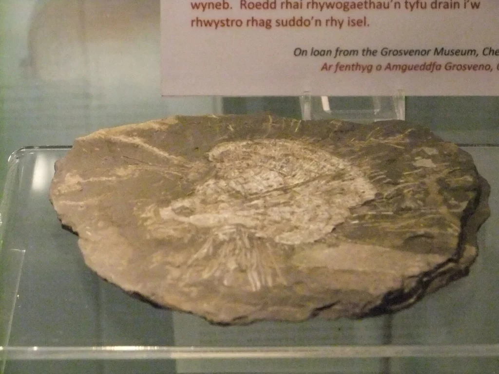Conwy Valley Getaway | 2048px Carboniferous Brachiopod Wrexham Museum 1 Conwy Valley Getaway | 2048px Carboniferous Brachiopod Wrexham Museum 1