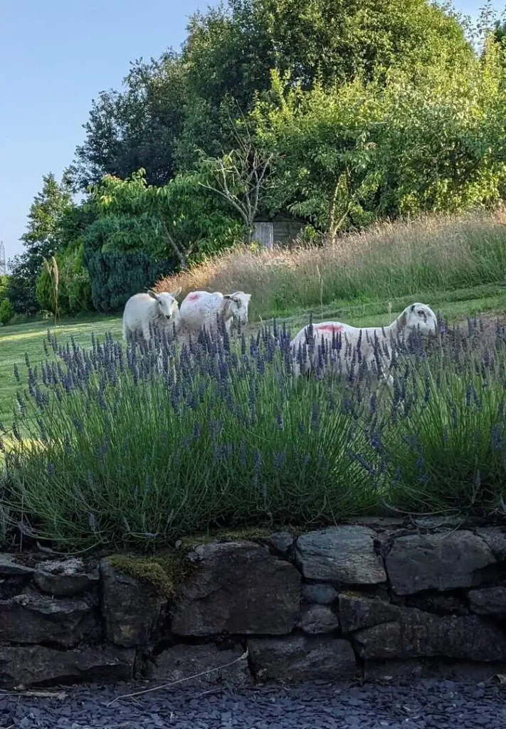 Conwy Valley Getaway | PXL 20210720 1755338352 1 Conwy Valley Getaway | PXL 20210720 1755338352 1