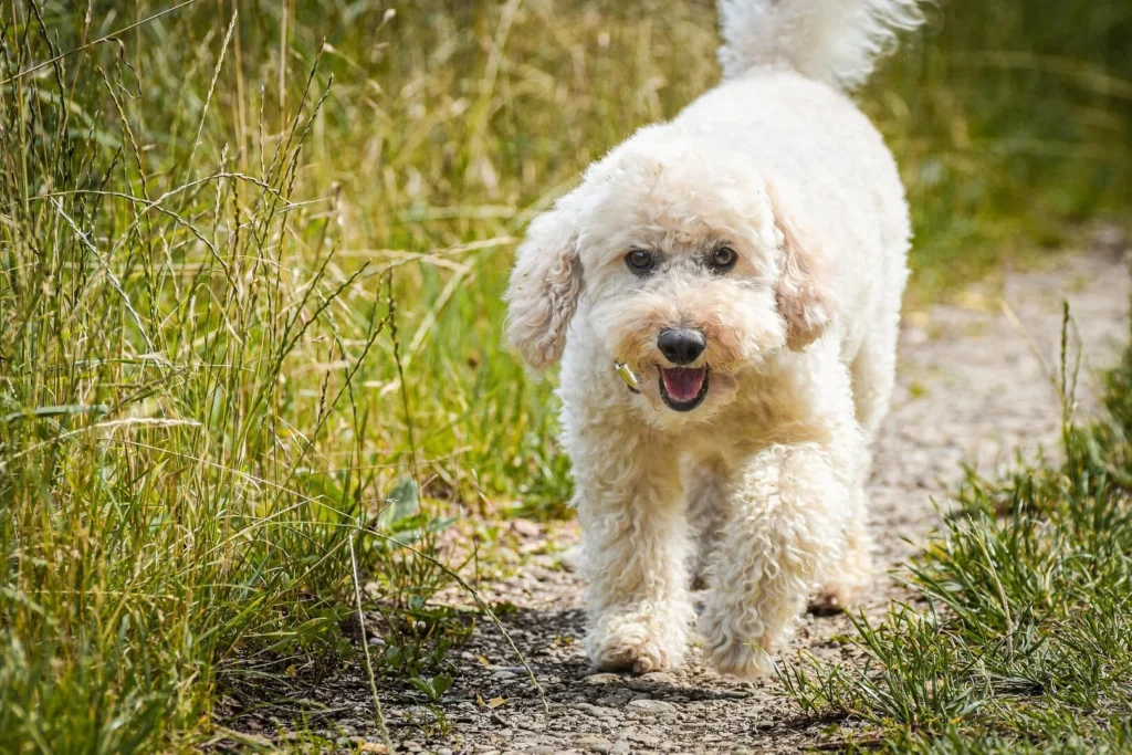 Yellow labradoodle dog walking down a garden path on a summer's day