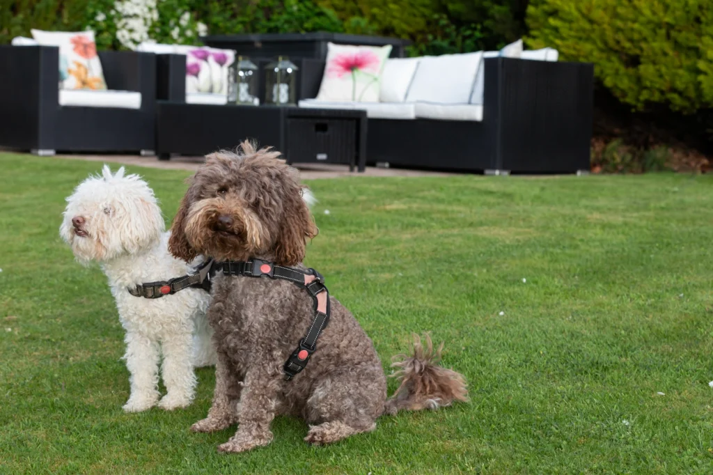 Two dogs in the garden by Fig Tree's patio