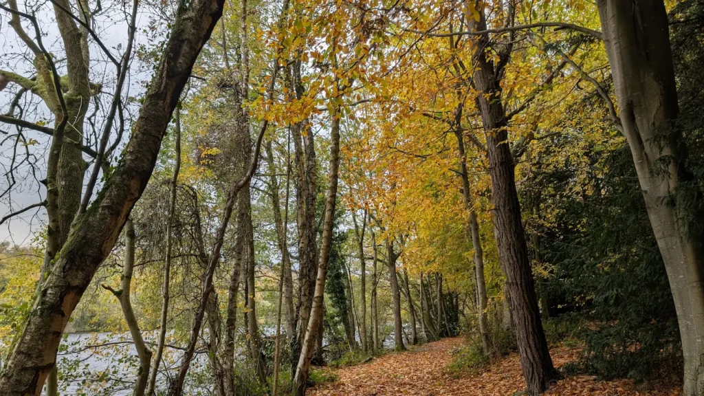 Forest path in Autumn