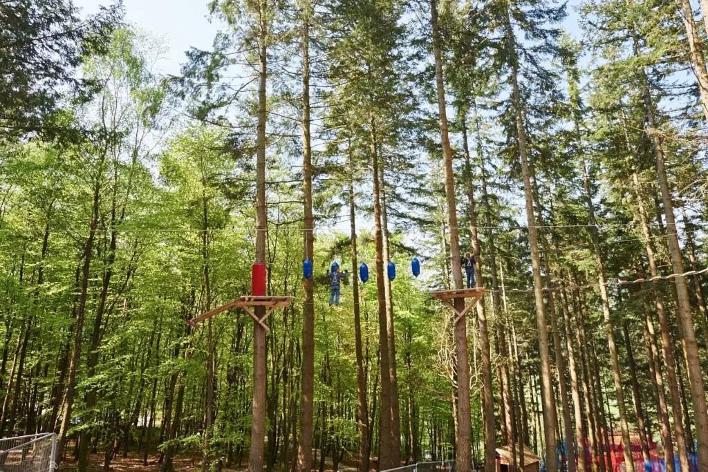 Zip Safari set high above the ground in the trees