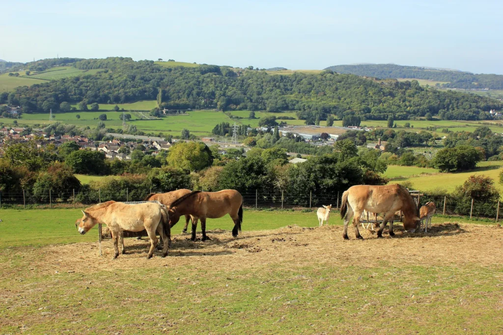 Przewalskis horses at the Welsh Mountain Zoo