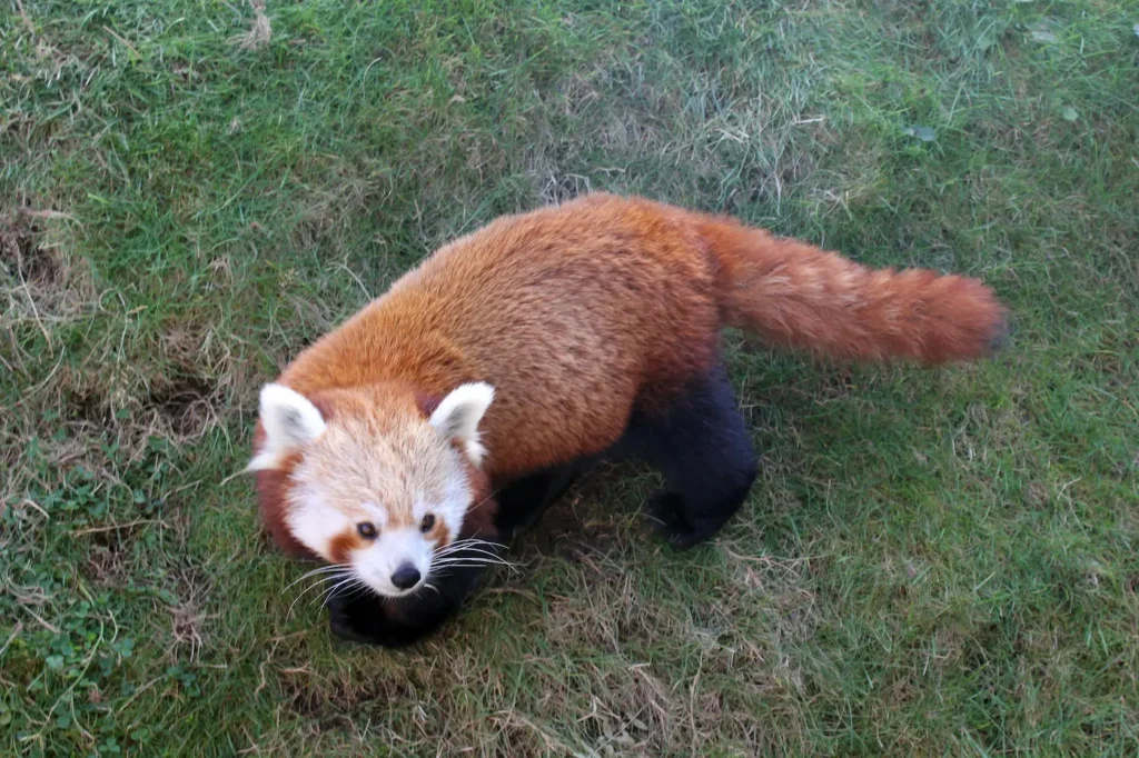 Red panda at Welsh Mountain Zoo