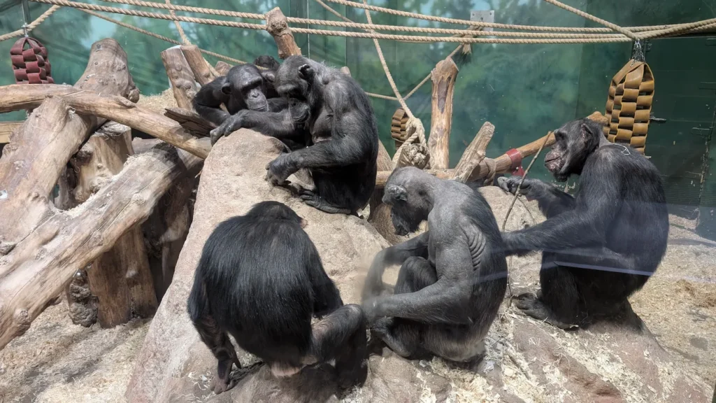 Family of chimpanzees at the Welsh Mountain Zoo